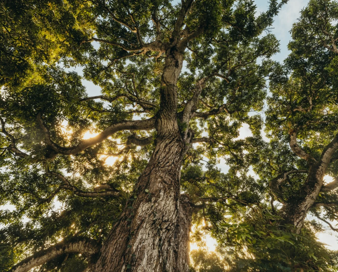 arbre